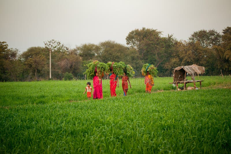 Le donne indiane lavorano a terreno coltivabile