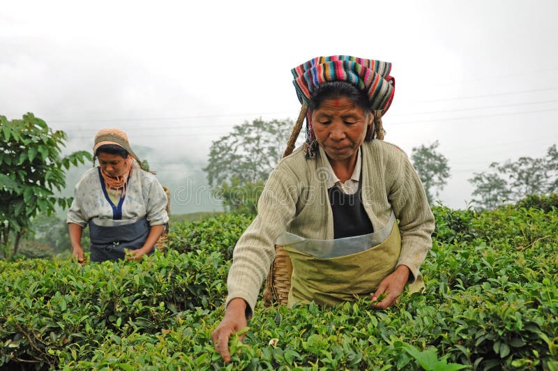 Le donne selezionano i fogli del tè, Darjeeling, India immagini stock libere da diritti Le donne selezionano i fogli del tè, Darjeeling, India immagini stock libere da diritti