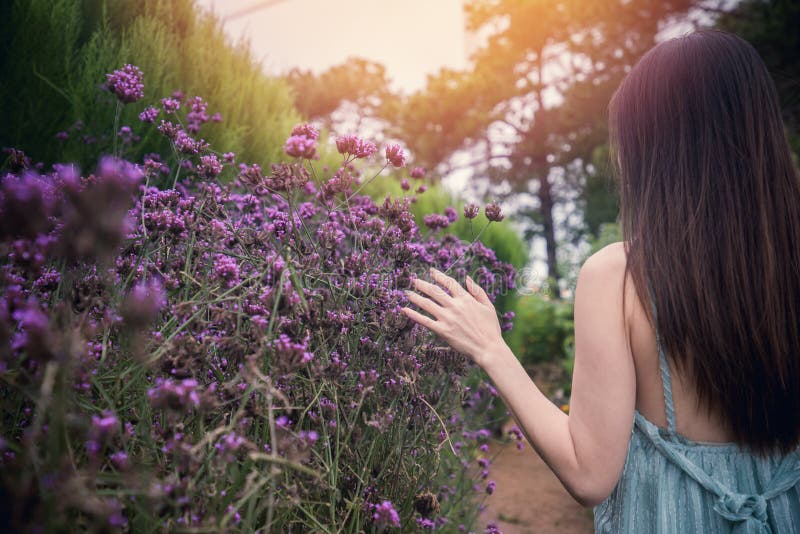 Le Dos De La Femme Touchant La Fleur De Verveine Violette Le Matin Photo  stock - Image du automne, beau: 156363704