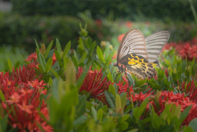 Le doux foyer-à soit papillon et fleurs dilués de rêve-un images libres de droits Le doux foyer-à soit papillon et fleurs dilués de rêve-un images libres de droits