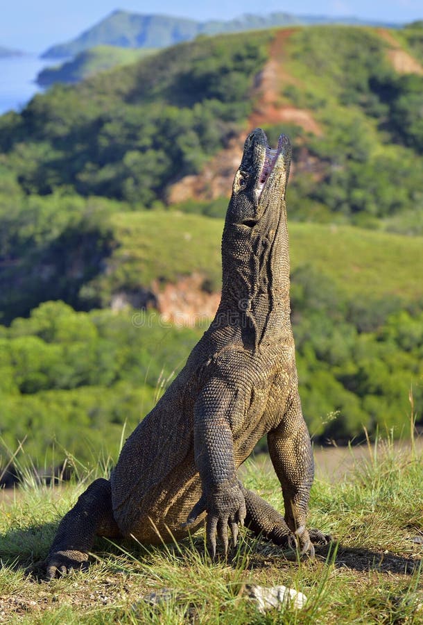 Le dragon de Komodo images libres de droits Le dragon de Komodo images libres de droits