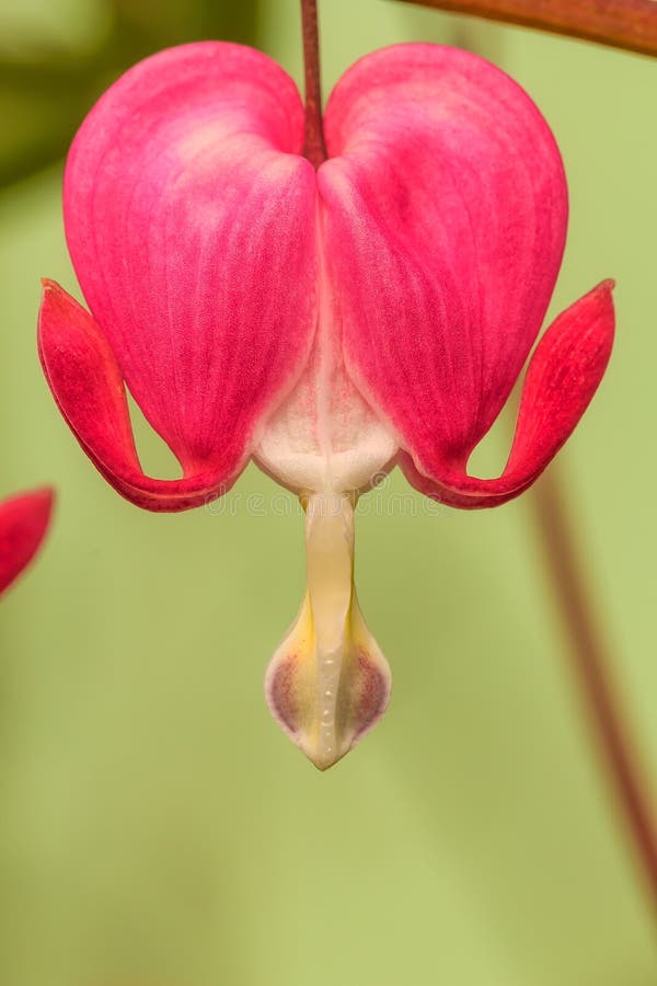 Bleeding-heart is bloosom in the beautiful day. Bleeding-heart is bloosom in the beautiful day.