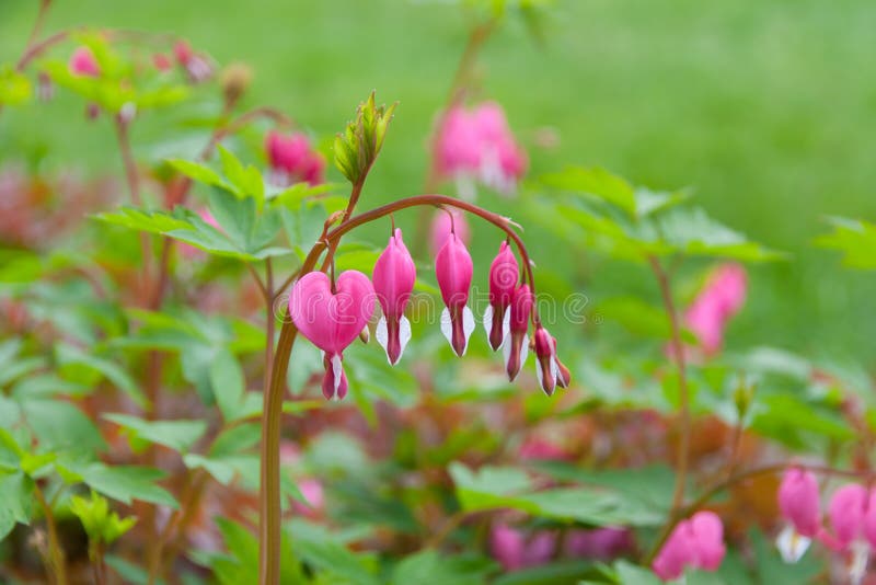 Bleeding heart flowers (Dicentra spectabils) in spring garden. selective focus. Bleeding heart flowers (Dicentra spectabils) in spring garden. selective focus