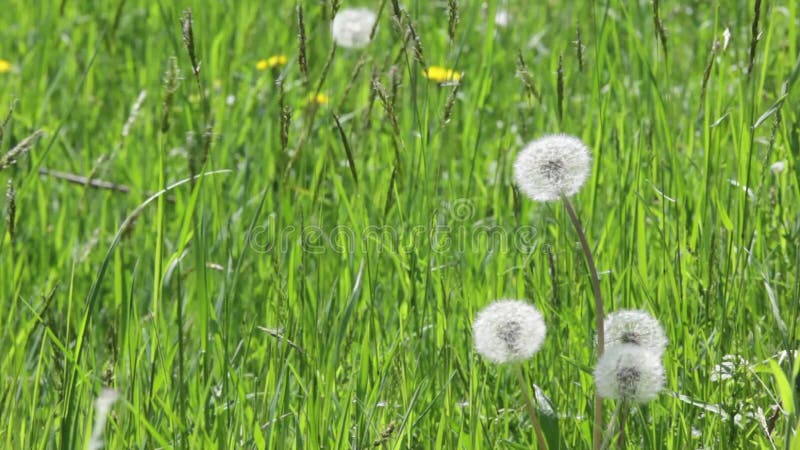 Le détail de nature du pissenlit dans le domaine vert s'est déplacé par le vent dans le jour d'été ensoleillé