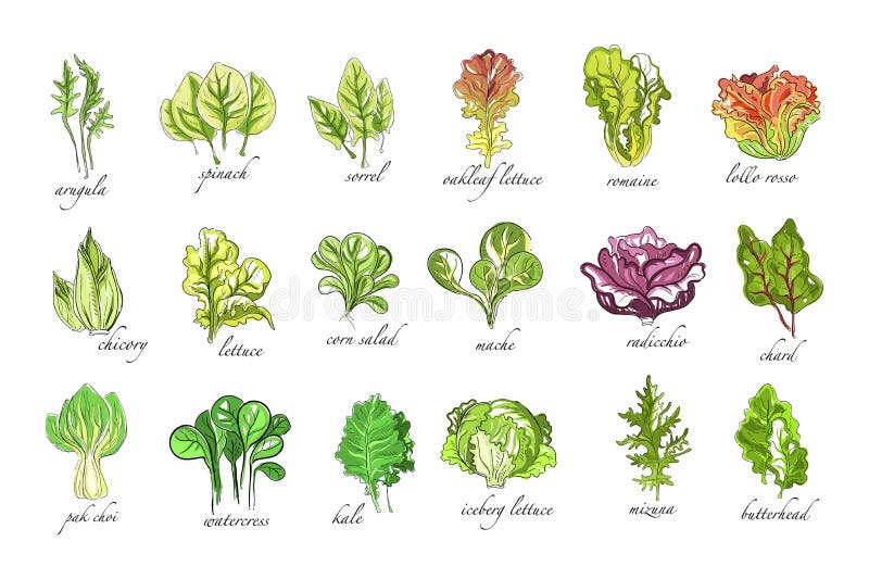 Le erbe fresche hanno messo, rucola, gli spinaci, l'acetosa, la cicoria, la lattuga, il cereale, il cavolo cinese, l'insalata, il royalty illustrazione gratis