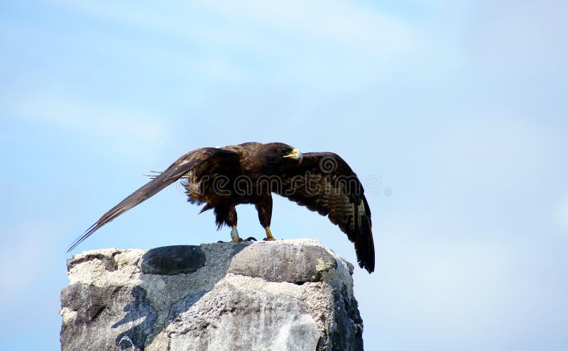 Le faucon de Galapagos prend l'île d'Espanola de vol