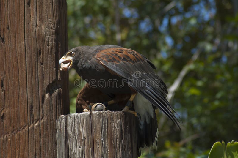 Le faucon de Harris mange une souris sur un rondin à l'exposition d'oiseau de zoo de LA image libre de droits Le faucon de Harris mange une souris sur un rondin à l'exposition d'oiseau de zoo de LA image libre de droits