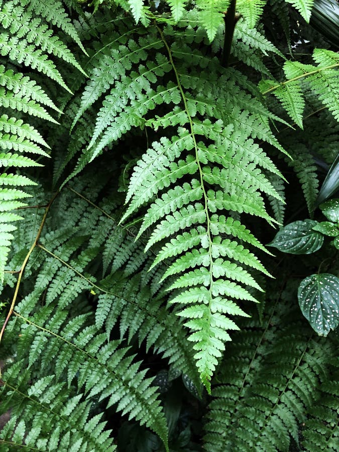 Le felci di Beautyful lascia a fogliame verde il fondo floreale naturale della felce immagine stock Le felci di Beautyful lascia a fogliame verde il fondo floreale naturale della felce immagine stock