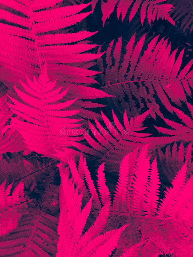Le felci rosa di colore luminoso di Beautyful lascia a fogliame la felce floreale naturale al sole immagini stock Le felci rosa di colore luminoso di Beautyful lascia a fogliame la felce floreale naturale al sole immagini stock