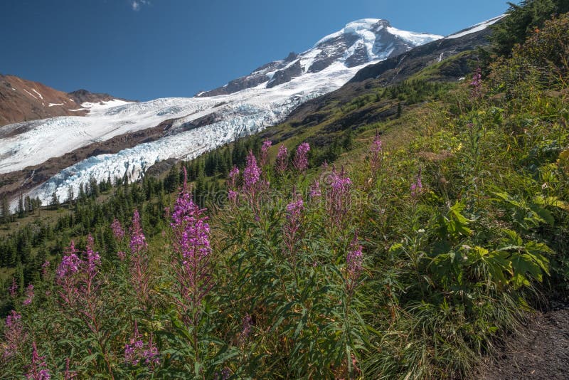 le feu Glace-apprivoisé, et l'épilobe fleurit, sur Baker volcanique de bâti images libres de droits le feu Glace-apprivoisé, et l'épilobe fleurit, sur Baker volcanique de bâti images libres de droits