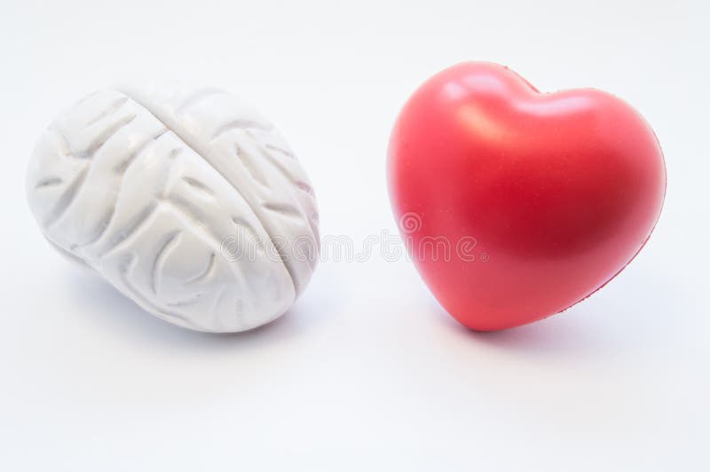 Le figure del cervello e del cuore si trovano accanto a ogni altro su fondo bianco Visualizzazione di collegamento fra il cervell