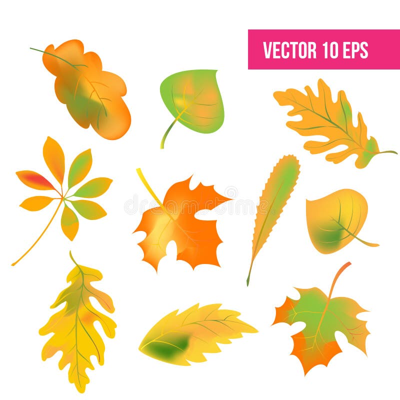 Le foglie di autunno hanno messo, isolato su fondo bianco Illustrazione di vettore foglie di autunno di caduta, pacchetto dell'ic royalty illustrazione gratis Le foglie di autunno hanno messo, isolato su fondo bianco Illustrazione di vettore foglie di autunno di caduta, pacchetto dell'ic royalty illustrazione gratis