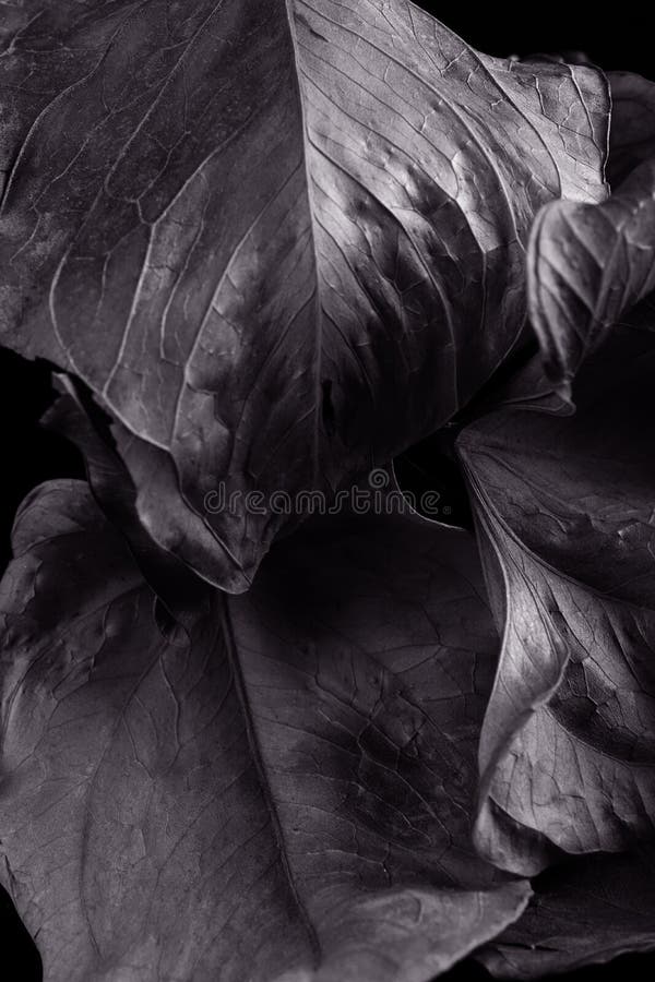 Le foglie di autunno si chiudono sulla b & su w fotografia stock libera da diritti Le foglie di autunno si chiudono sulla b & su w fotografia stock libera da diritti