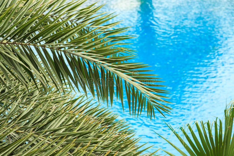 Le foglie di palma fresche sui bei precedenti dell'acqua pulita fotografia stock Le foglie di palma fresche sui bei precedenti dell'acqua pulita fotografia stock