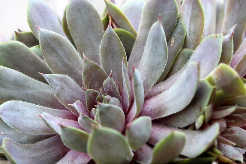 Le foglie spesse su una pianta succulente sana in zen fanno il giardinaggio fotografia stock Le foglie spesse su una pianta succulente sana in zen fanno il giardinaggio fotografia stock