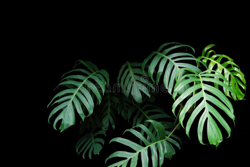 Green leaves of Monstera plant growing in wild, the tropical forest plant, evergreen vine on black background. Green leaves of Monstera plant growing in wild, the tropical forest plant, evergreen vine on black background.