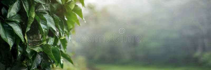 Le foglie verdi spesse hanno trattato di ragnatele bagnate dalla rugiada di mattina, ampia insegna di alta risoluzione con lo spa fotografia stock Le foglie verdi spesse hanno trattato di ragnatele bagnate dalla rugiada di mattina, ampia insegna di alta risoluzione con lo spa fotografia stock