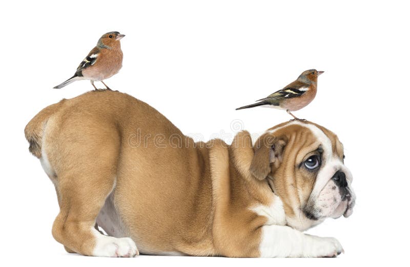 Le fond anglais de chiot de bouledogue avec le pinson de deux terrains communaux sur principal et la queue image stock Le fond anglais de chiot de bouledogue avec le pinson de deux terrains communaux sur principal et la queue image stock