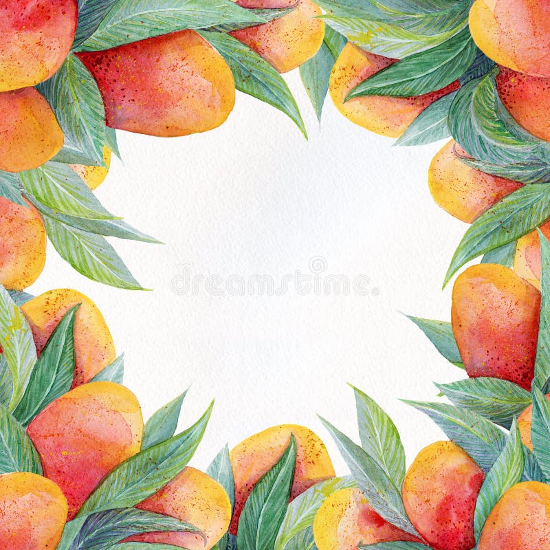 Le fond coloré avec l'aquarelle porte des fruits cadre de mangue Fruit de mangue d'aquarelle et plan rapproché de feuilles d'isol