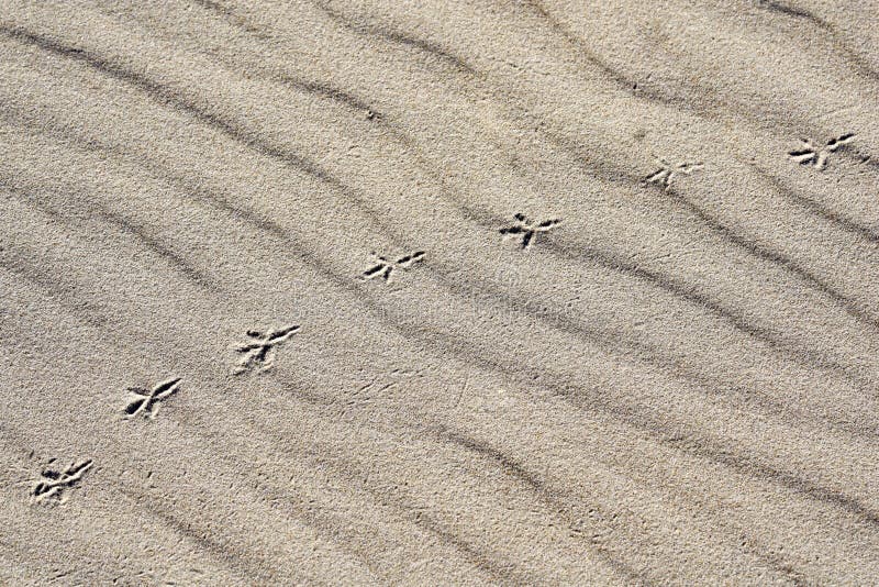 Le fond du sable, vent a formé le soulagement, empreintes de pas d'oiseau photos libres de droits Le fond du sable, vent a formé le soulagement, empreintes de pas d'oiseau photos libres de droits