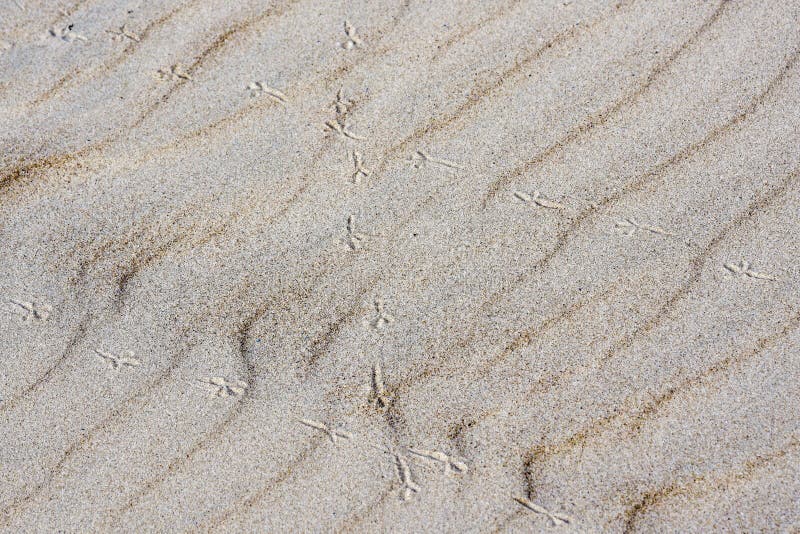 Le fond du sable, vent a formé le soulagement, empreintes de pas d'oiseau photo stock Le fond du sable, vent a formé le soulagement, empreintes de pas d'oiseau photo stock