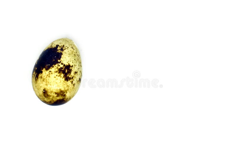 le fond eggs le blanc s?lecteur de cailles d'isolement par orientation photos stock le fond eggs le blanc s?lecteur de cailles d'isolement par orientation photos stock