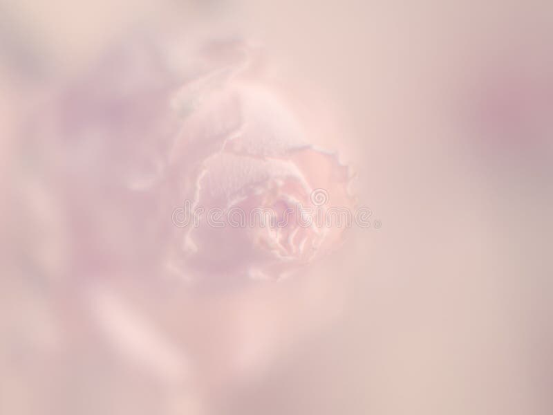 Le fond en pastel de rose doux de fleur avec des pétales de rose blured pour le texte et les salutations photo stock Le fond en pastel de rose doux de fleur avec des pétales de rose blured pour le texte et les salutations photo stock