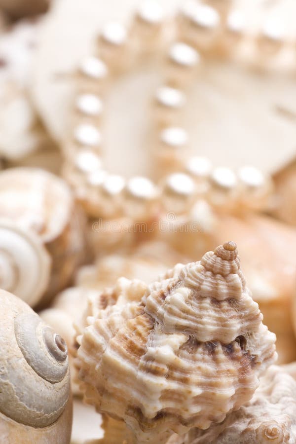 le fond perle le seashell image libre de droits le fond perle le seashell image libre de droits