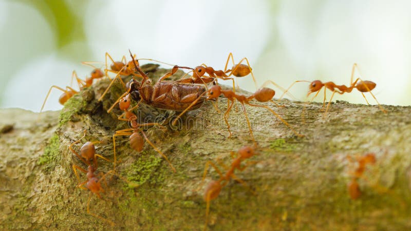 Le formiche in un albero che porta una morte ostacolano