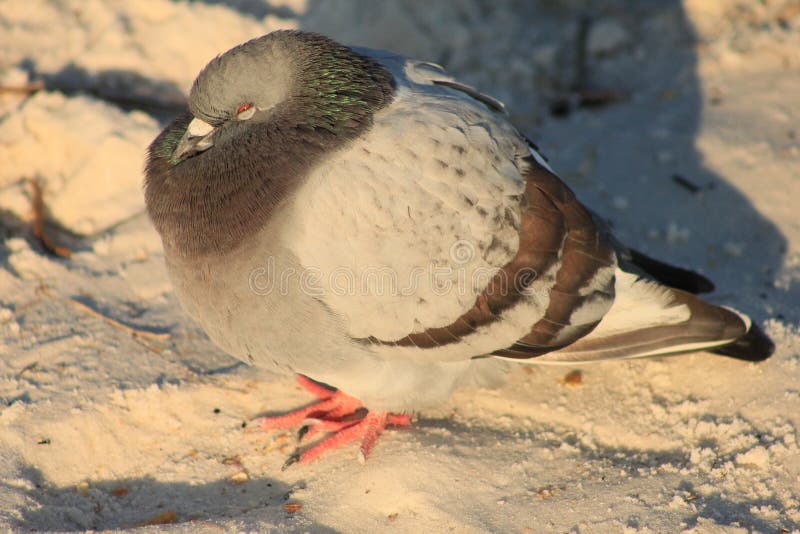 Le froid de pigeon une plage s'est blotti contre le vent images stock Le froid de pigeon une plage s'est blotti contre le vent images stock