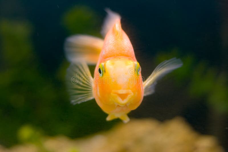 le för fiskguld som är tropiskt arkivbilder le för fiskguld som är tropiskt arkivbilder