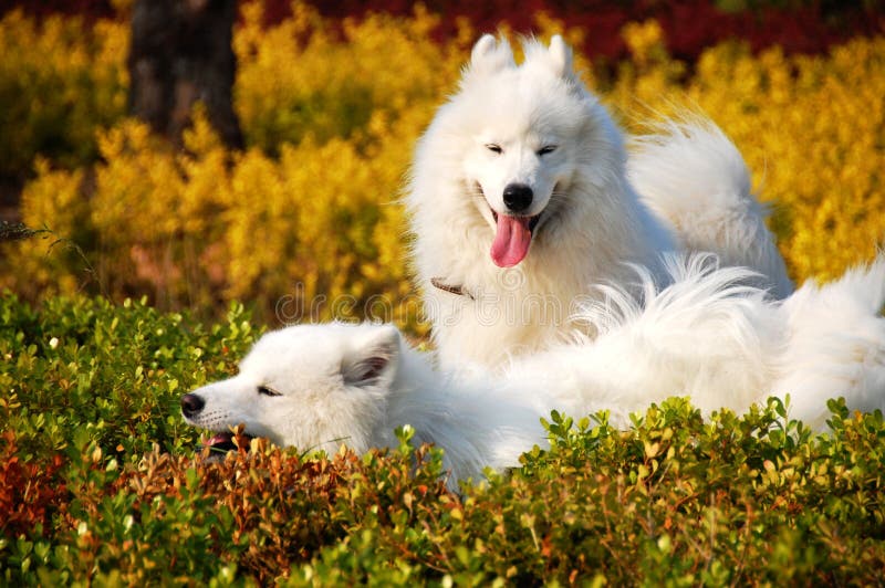 Lovly Smiling angels Samoyed in sunshineã€‚. Lovly Smiling angels Samoyed in sunshineã€‚