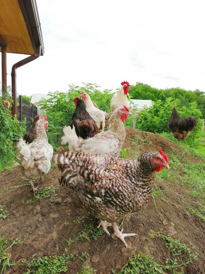 Le galline ed i galli camminano sul prato inglese immagini stock Le galline ed i galli camminano sul prato inglese immagini stock