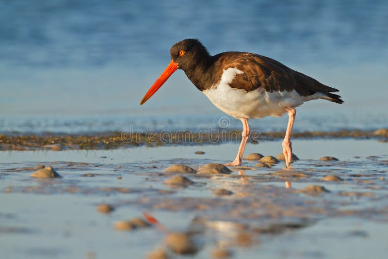 Oyster-catcher patrols the shores of Florida. Oyster-catcher patrols the shores of Florida