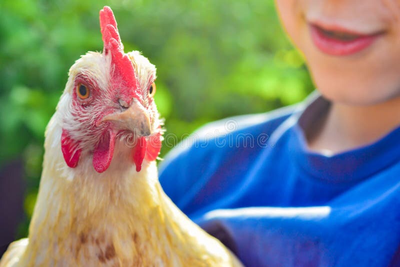 Le gar?on tient un poulet et un sourire blancs photographie stock libre de droits Le gar?on tient un poulet et un sourire blancs photographie stock libre de droits