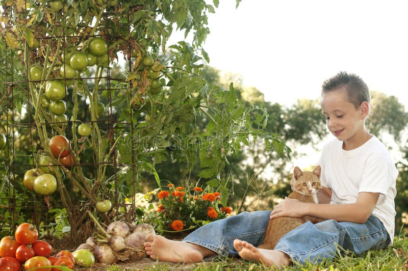 Le garçon et le chat dans une tomate du cru font du jardinage images stock Le garçon et le chat dans une tomate du cru font du jardinage images stock