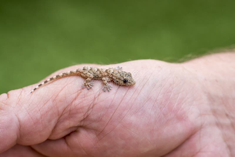 Le gecko sur a équipe la main image libre de droits Le gecko sur a équipe la main image libre de droits