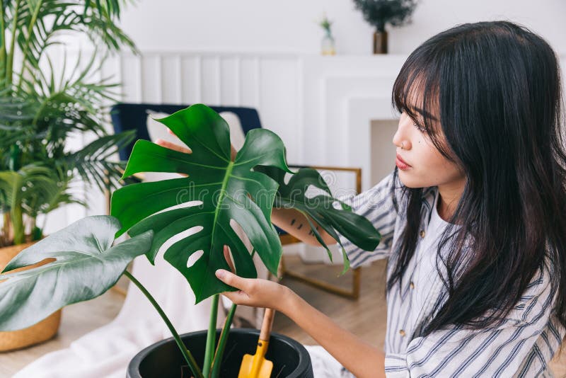 Le giovani donne, chiuse le mani, controllano con cura i danni causati alla foglia dalla pianta domestica monstera deliciosa. aman fotografie stock libere da diritti