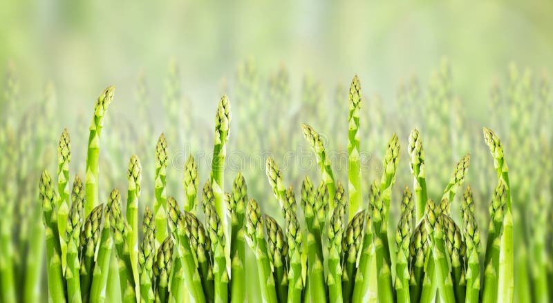 Le gisement d'asperge, se ferment, bannière pour le site Web photo stock Le gisement d'asperge, se ferment, bannière pour le site Web photo stock