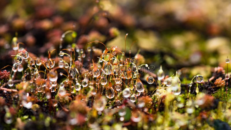 Le gocce di pioggia brillano su muschio, macro colpo di piccole piante dopo piovosità, gocce di pioggia brillano fotografia stock libera da diritti