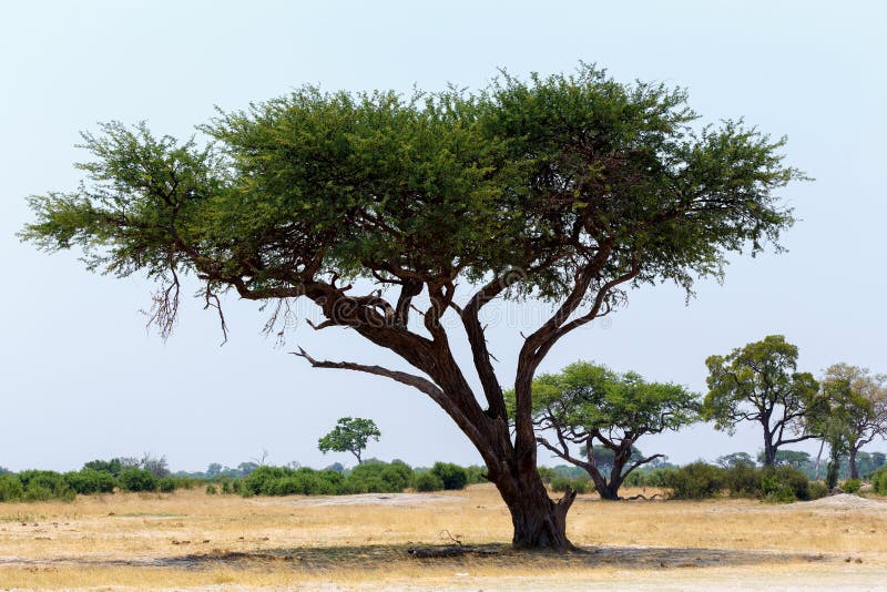 Le grand arbre d'acacia dans la savane ouverte raffine l'Afrique photos libres de droits