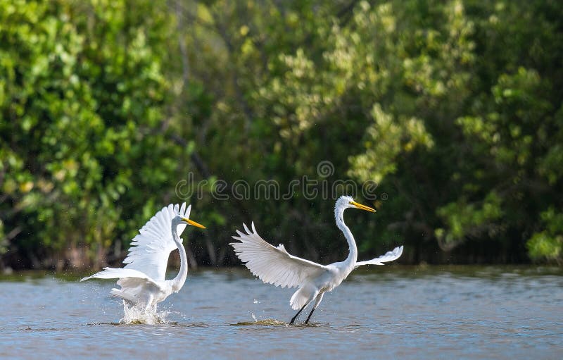 Le grand Ardea de hérons de combat alba photos stock Le grand Ardea de hérons de combat alba photos stock