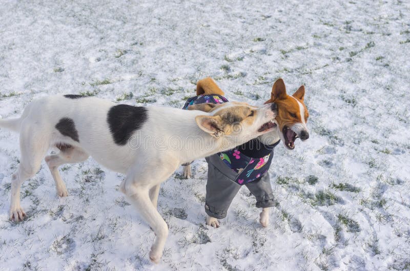 le grand basenji de morsures de chien de Mélangé-race tout en jouant extérieur sur une neige a couvert la pelouse images libres de droits le grand basenji de morsures de chien de Mélangé-race tout en jouant extérieur sur une neige a couvert la pelouse images libres de droits