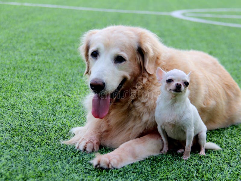 Le grand chien de golden retriever et le petit chiwawa blanc reposent étroit ensemble sur l'herbe verte photographie stock Le grand chien de golden retriever et le petit chiwawa blanc reposent étroit ensemble sur l'herbe verte photographie stock