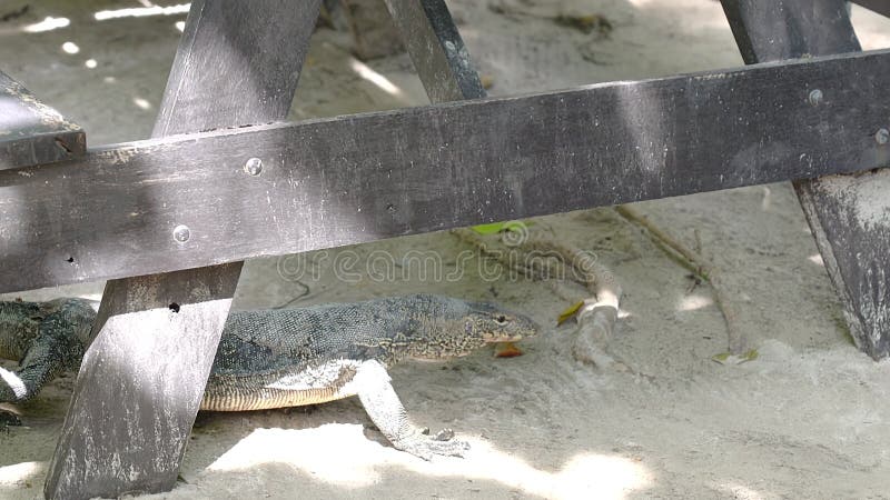 Le grand lézard asiatique se promène de la jungle et passe sous la table. varanus salvateur commun moniteur d'eau grande varanide banque de vidéos
