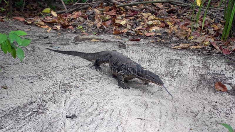 Le grand lézard asiatique se promène de la jungle à la plage. varanus salvateur également moniteur d'eau commun grand varanid léza clips vidéos