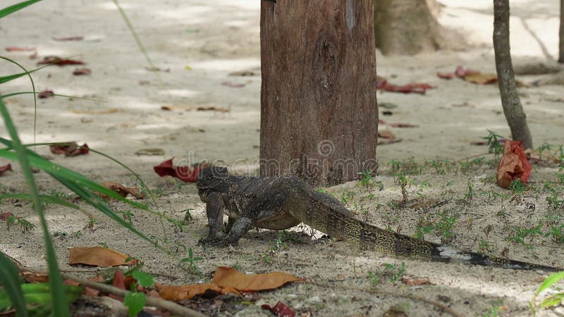 Le grand lézard asiatique se promène de la jungle à la plage. varanus salvateur également moniteur d'eau commun grand varanid léza clips vidéos