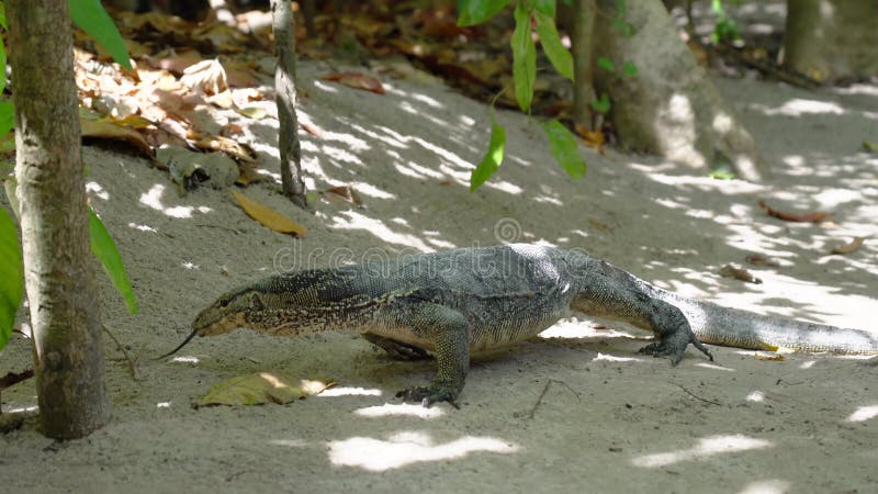 Le grand lézard asiatique se promène de la jungle à la plage. varanus salvateur également moniteur d'eau commun grand varanid léza banque de vidéos