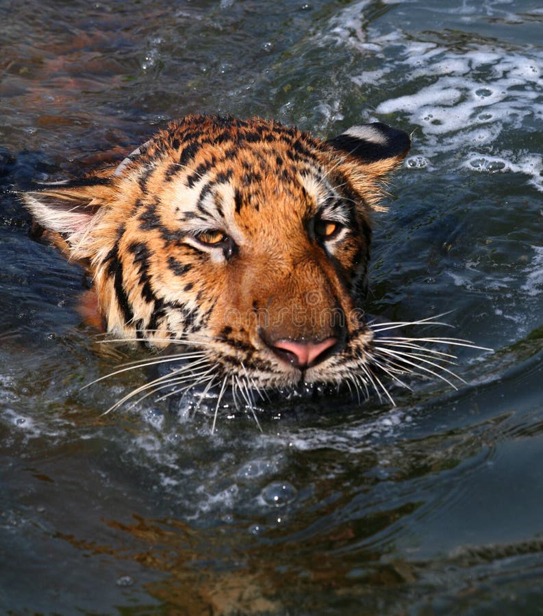 Le grand tigre nage dans le lac un jour chaud, Thaïlande photo stock Le grand tigre nage dans le lac un jour chaud, Thaïlande photo stock