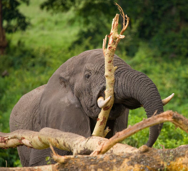 Le grand éléphant casse un arbre l'afrique kenya tanzania serengeti Maasai Mara photographie stock Le grand éléphant casse un arbre l'afrique kenya tanzania serengeti Maasai Mara photographie stock